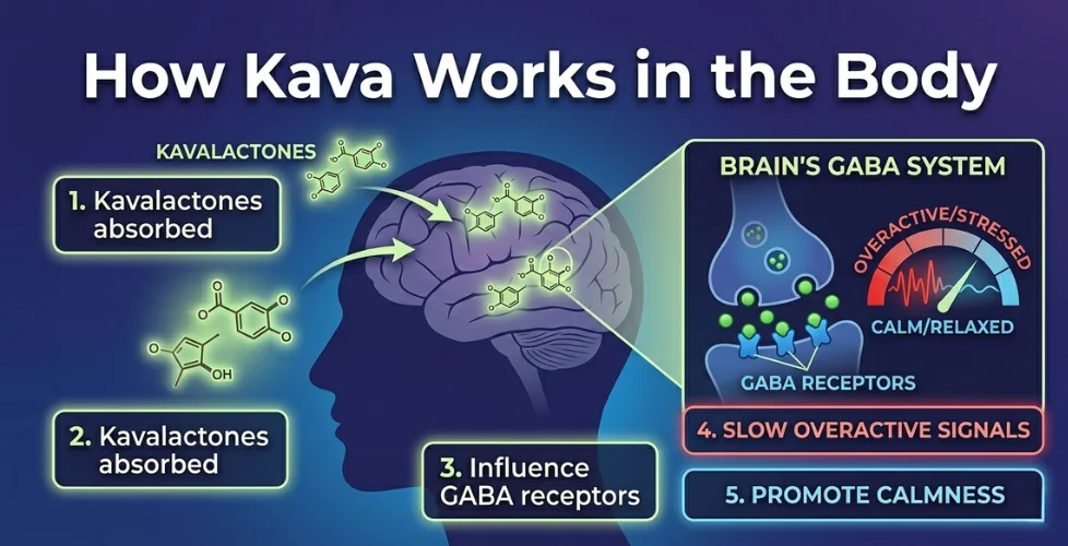 How Kava Works in the Body