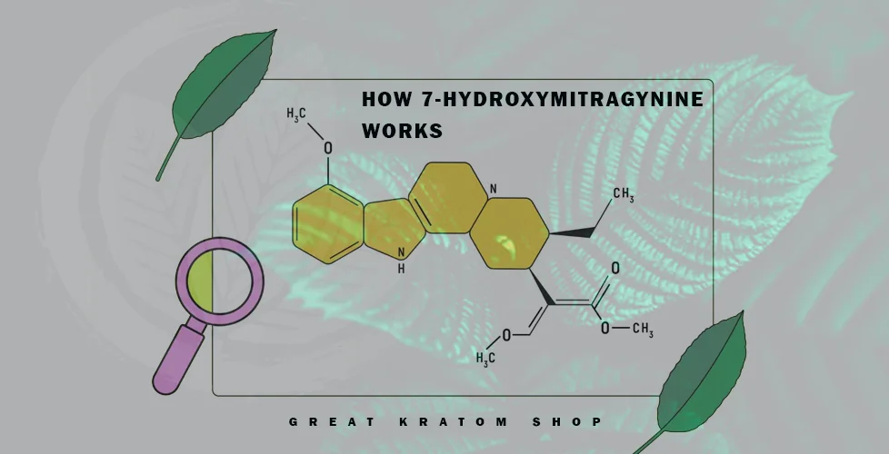 How 7-Hydroxymitragynine Works