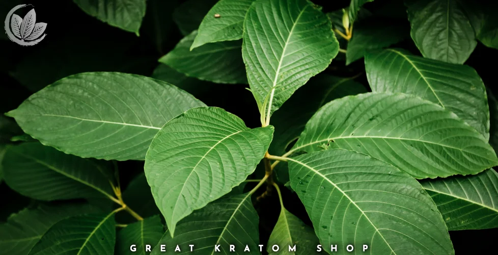 How Kratom Leaves Are Harvested and Processed
